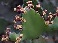 Triangular Spurge